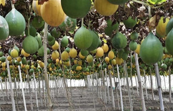 恒力配资 平安融易以金融活水 助力描绘江苏乡村建设"新图景"